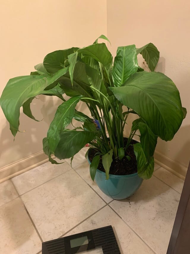 leaning peace lily