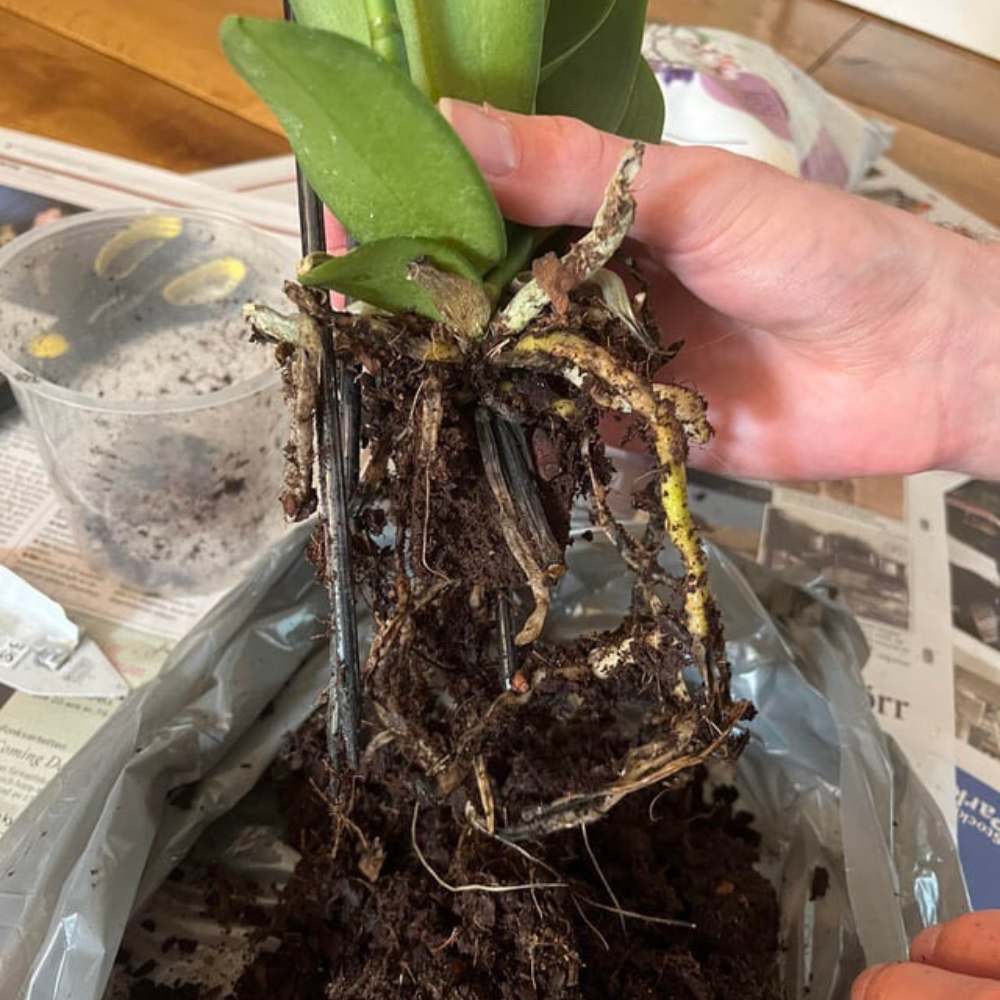 orchid with root rot