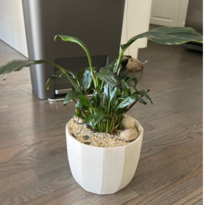 peace lily not growing