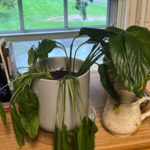 reasons your peace lily is leaning