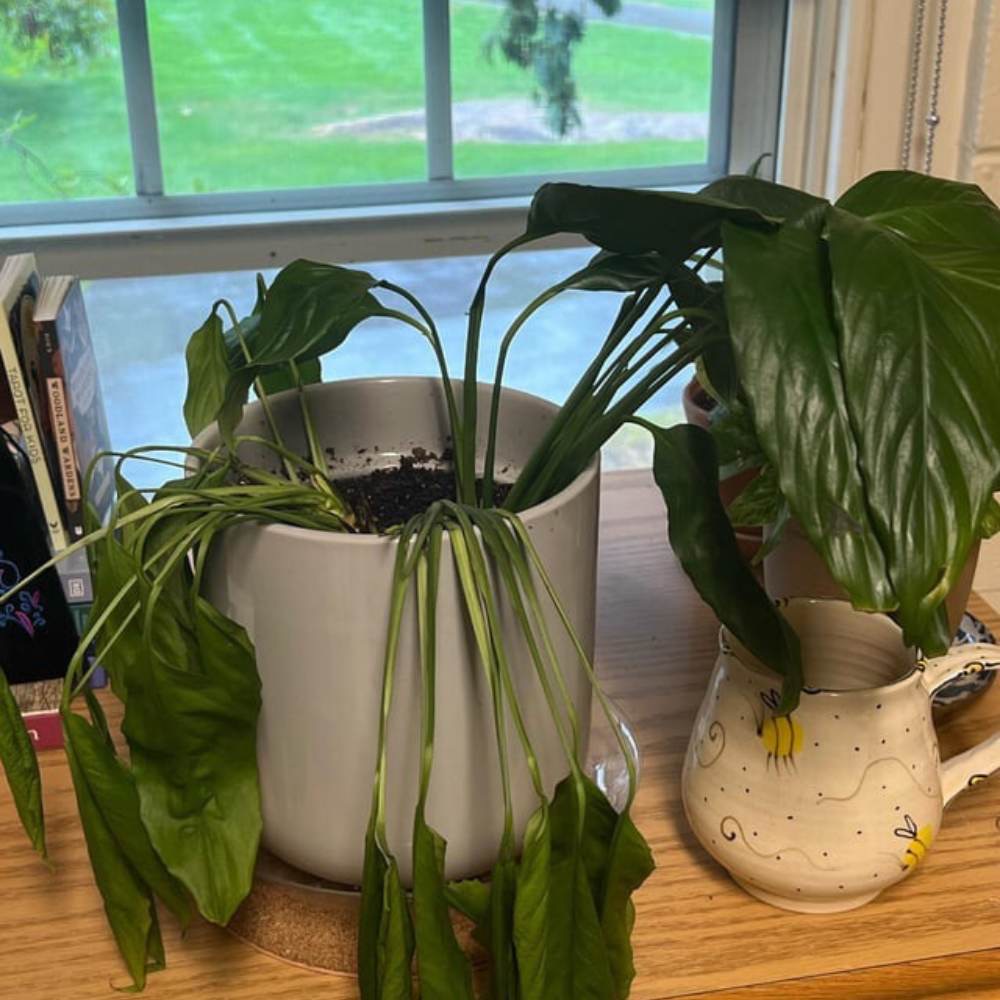 reasons your peace lily is leaning