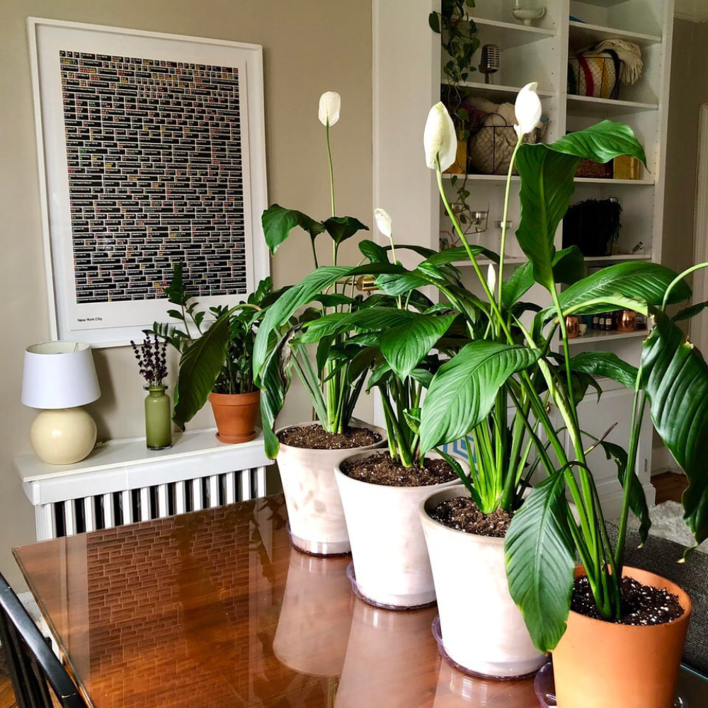 signs peace lily needs repotting