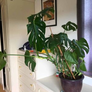 why your monstera is growing sideways