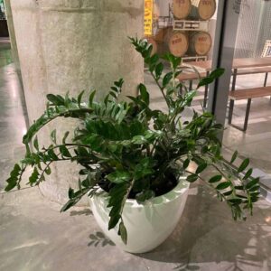how to make a Zz plant bushier