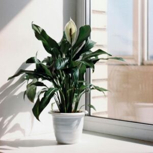 tips to make peace lily grow faster