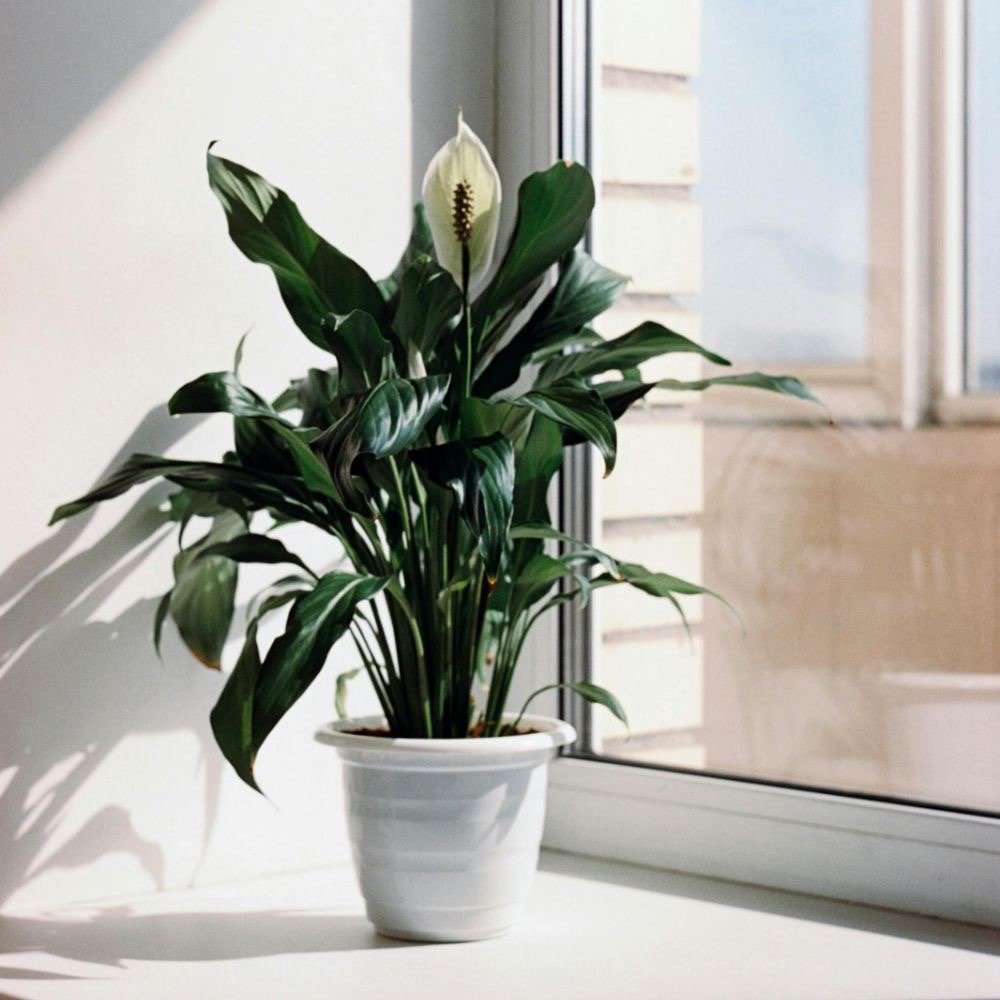 tips to make peace lily grow faster