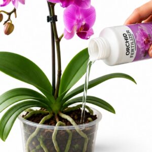 best fertilizer for orchids