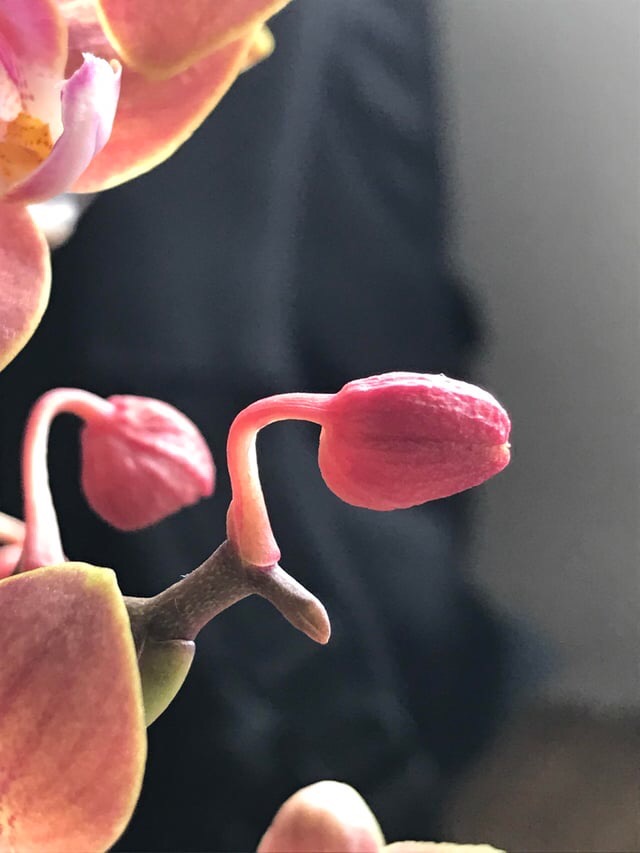 close up of orchid bud blast