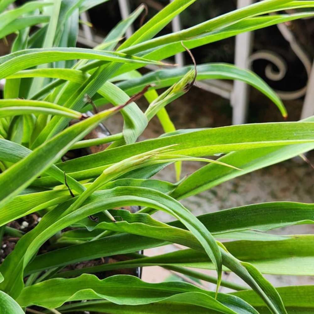 curling leaves on spider plant