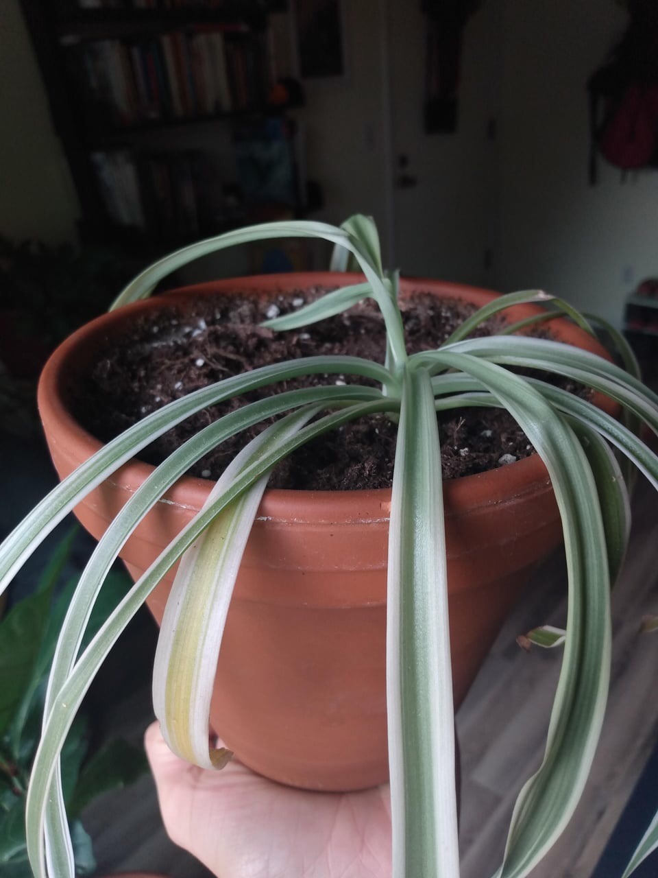 drooping spider plant in pot