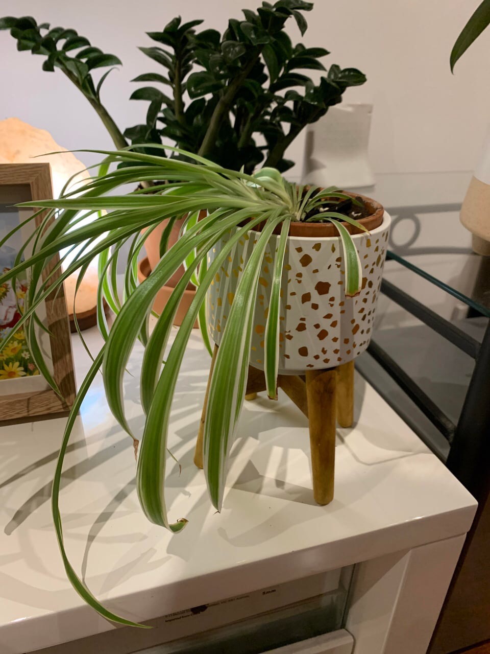 droopy spider plant in pot