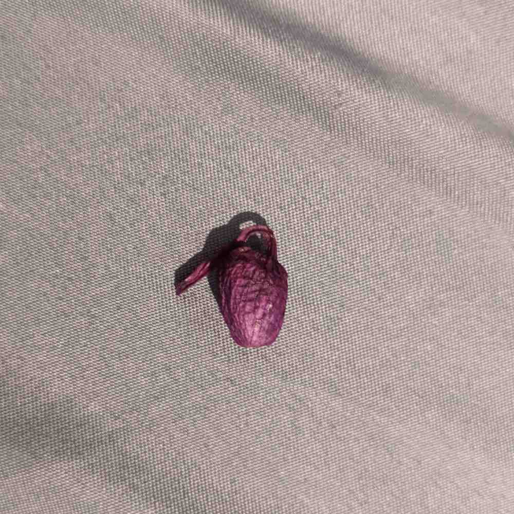 dropped orchid bud