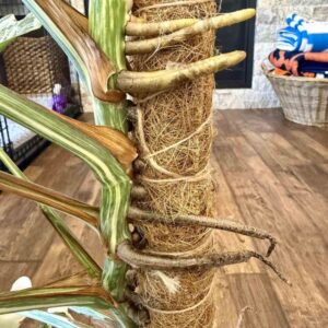 monstera aerial roots on pole