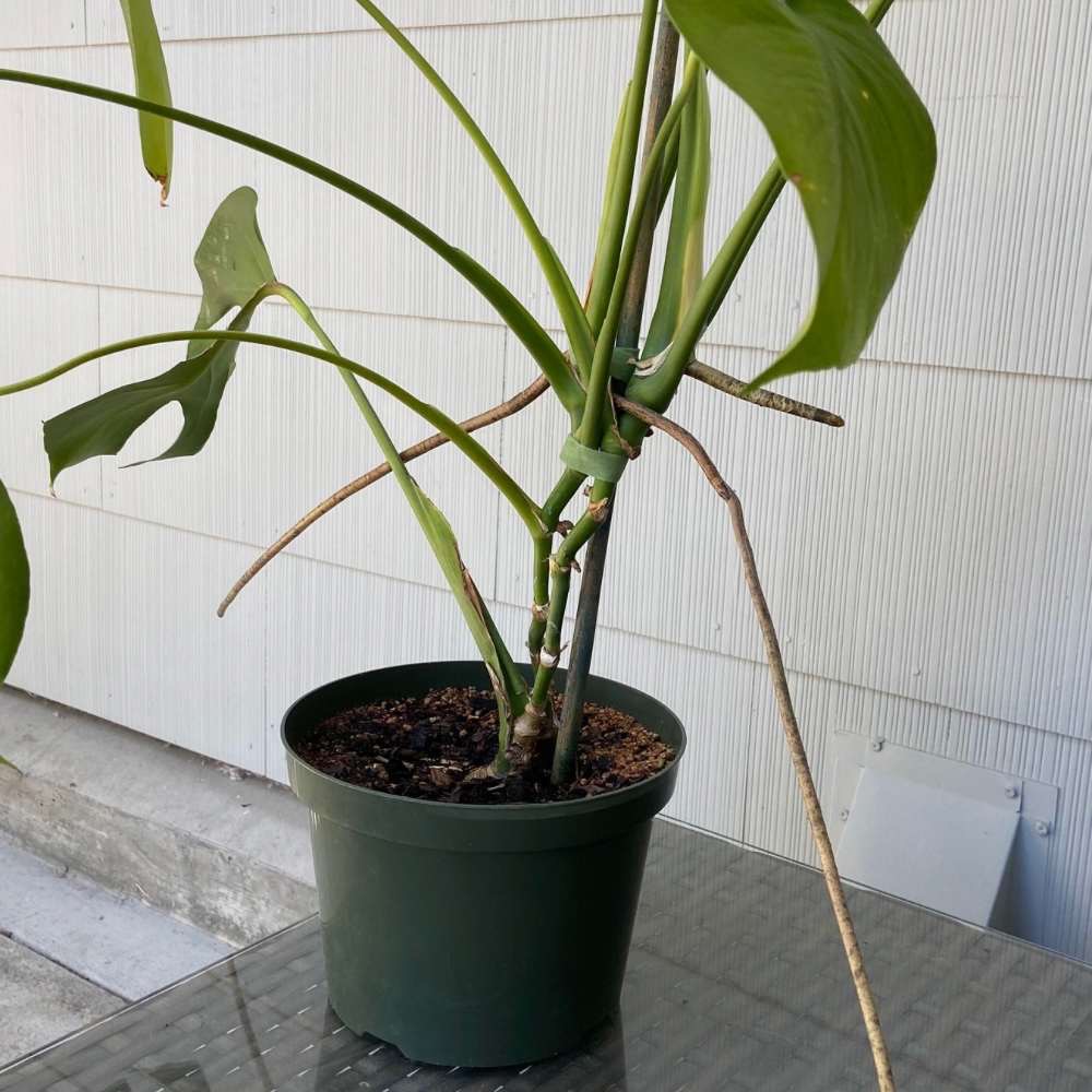monstera in pot with aerial roots