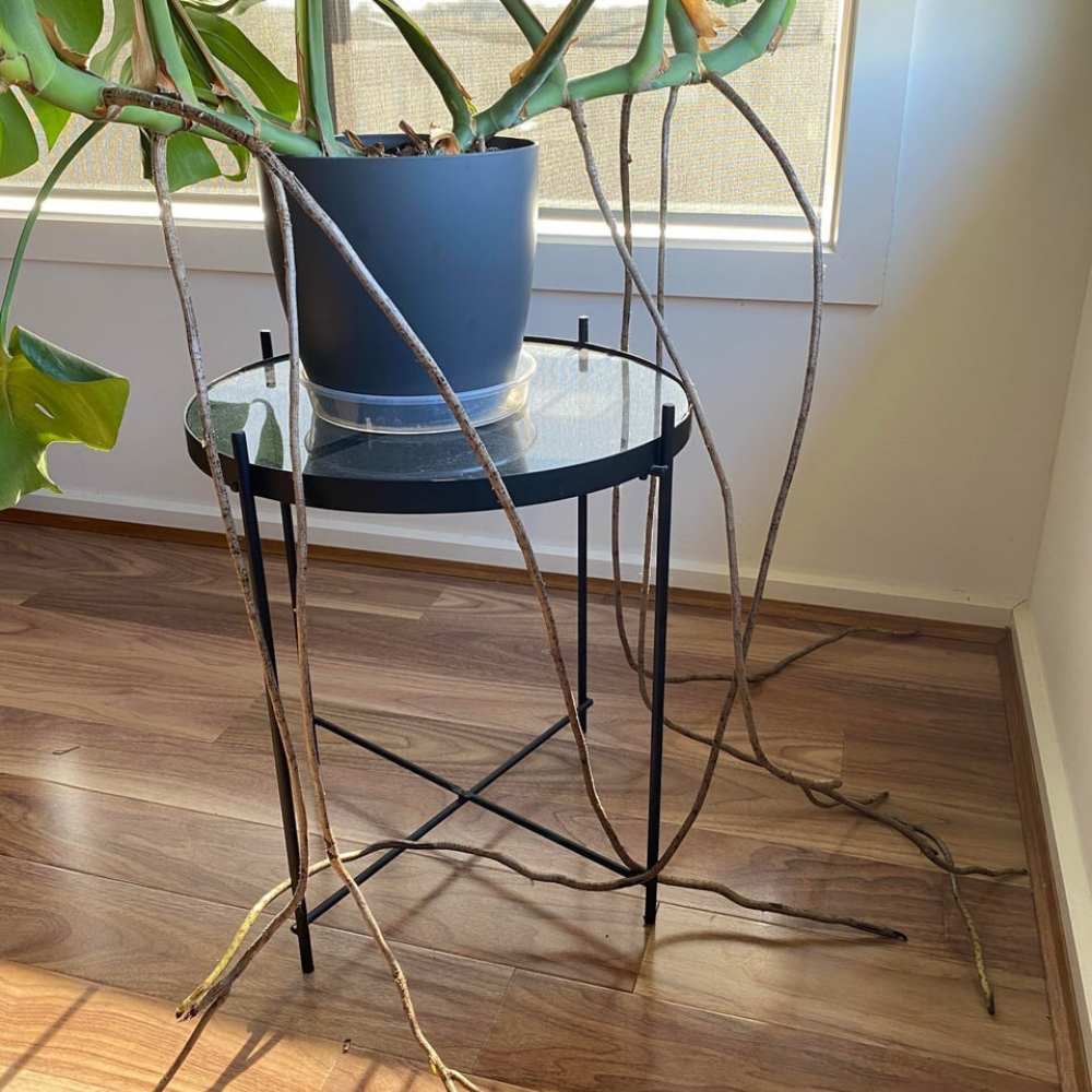 monstera with long aerial roots