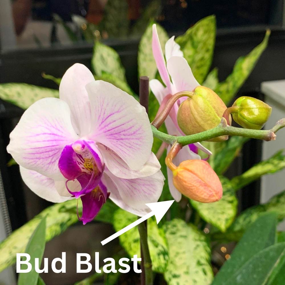 orchid bud blast example