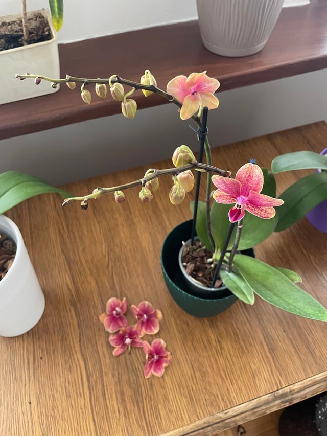 orchid buds and flowers falling off