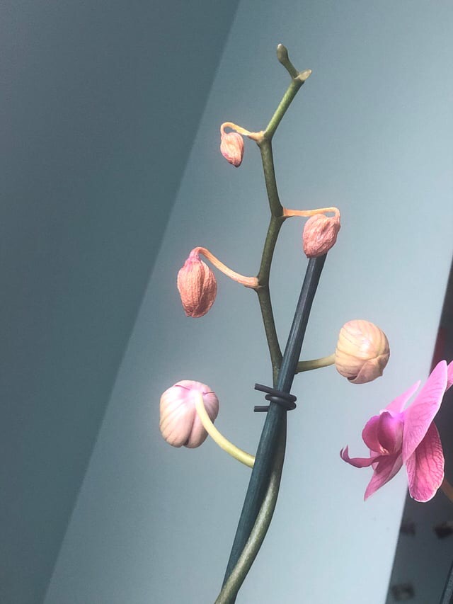 orchid buds blast