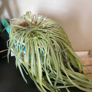 drooping spider plant