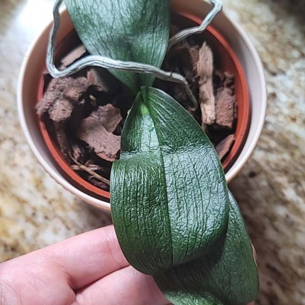 reasons orchid leaves is wrinkled
