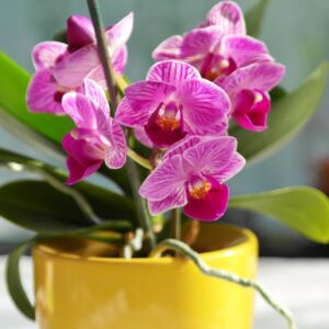 signs your orchid needs repotting