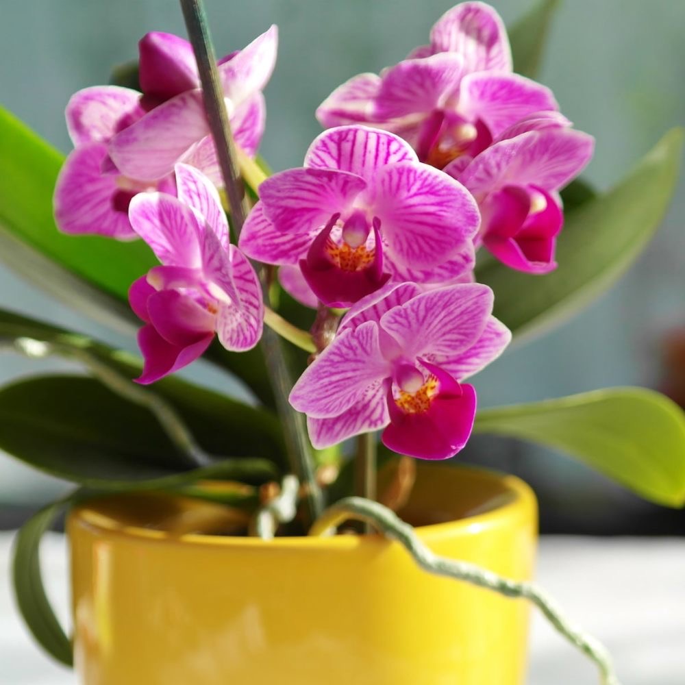 signs your orchid needs repotting