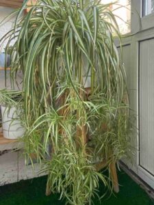 spider plant babies cascading