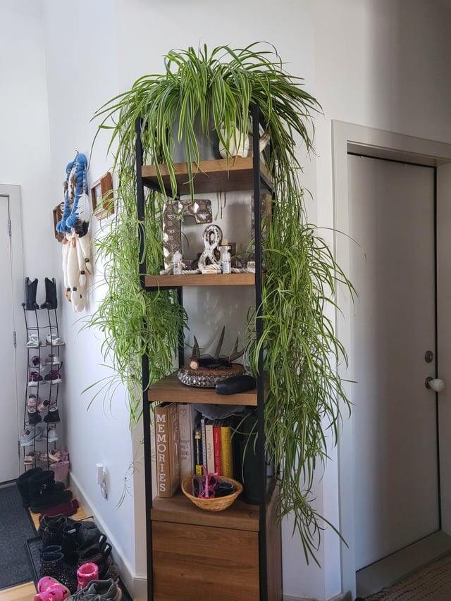 spider plant babies cascading down