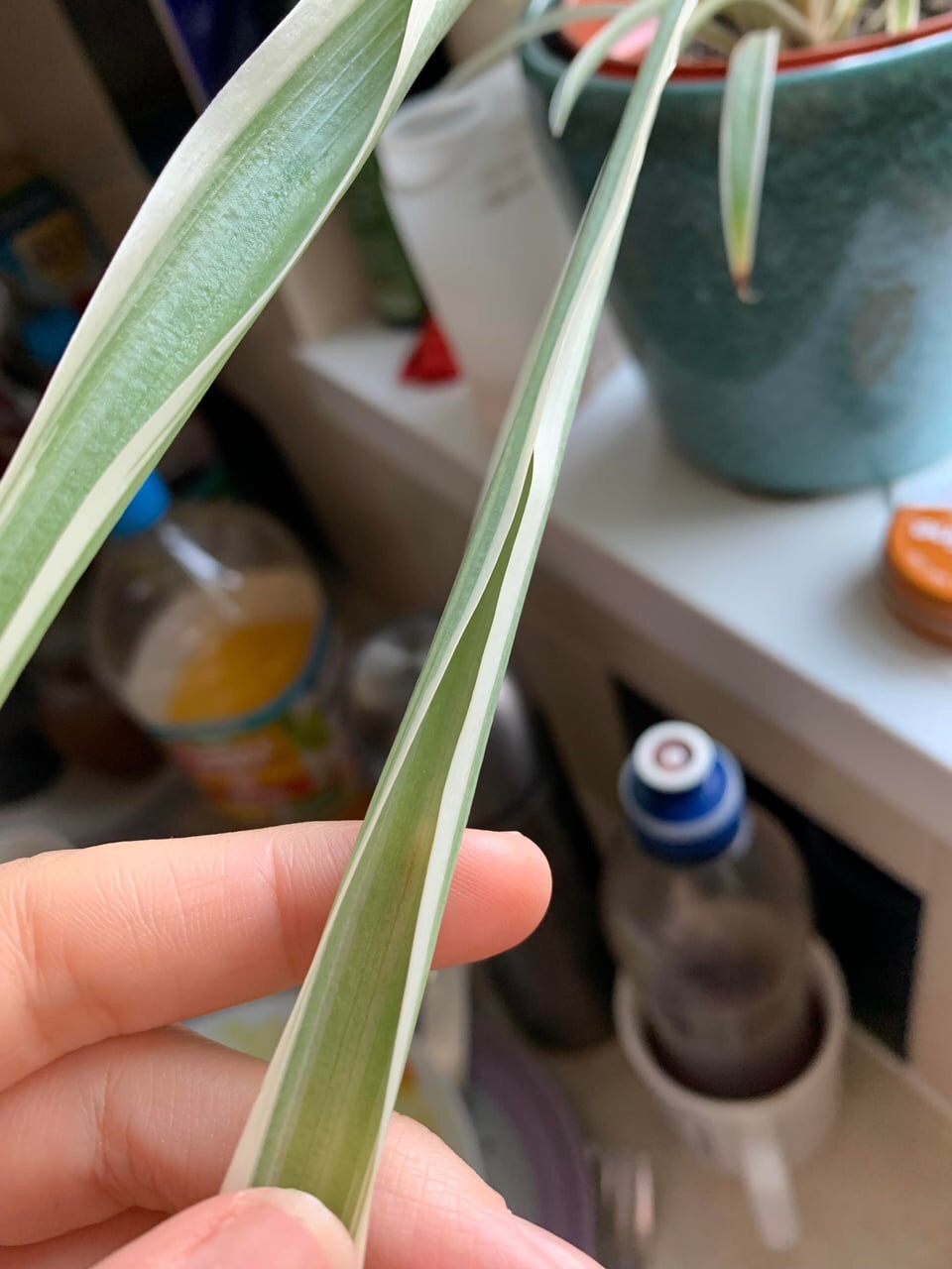 spider plant curling leaf