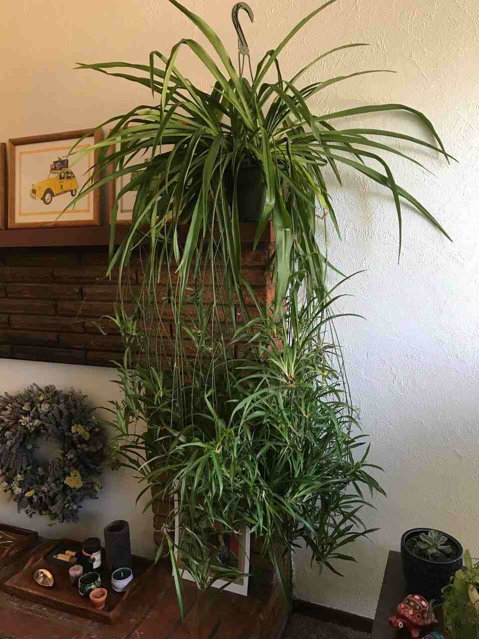 spider plant with babies on shelf