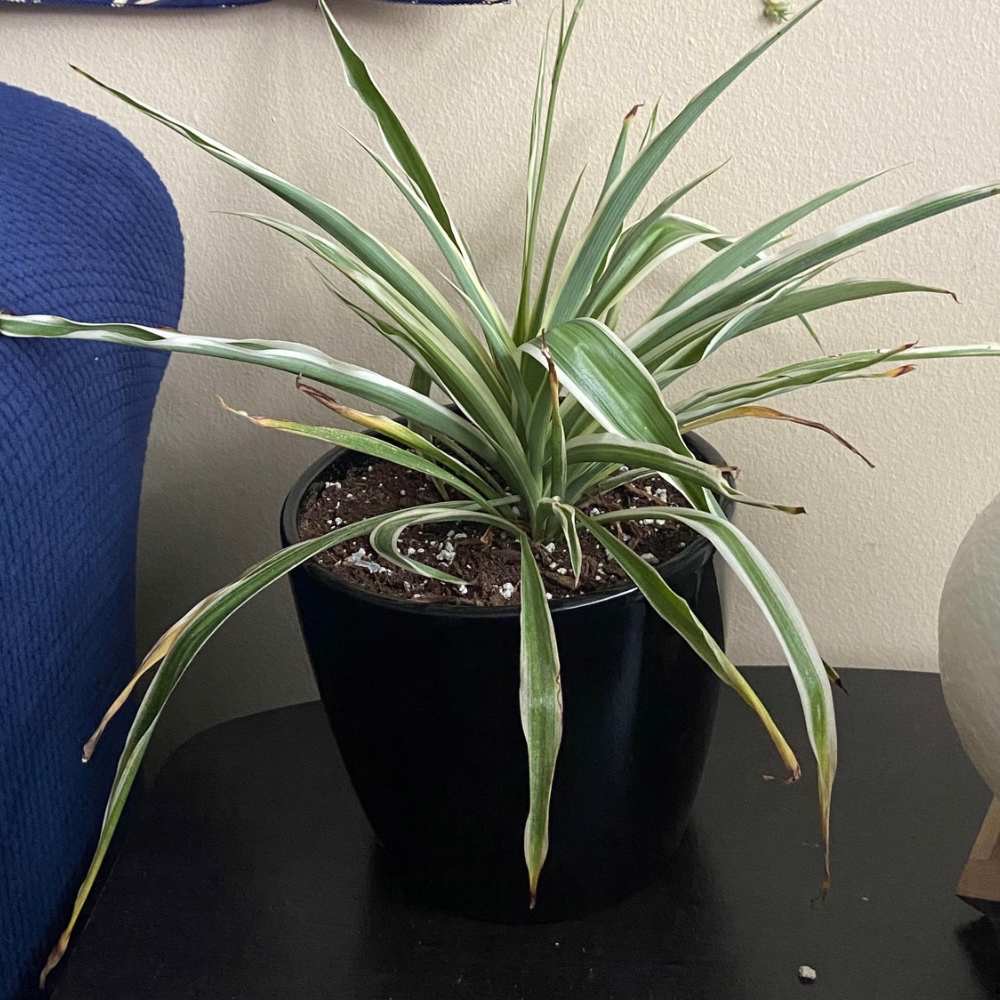 spider plant with curling leaves and brown tips