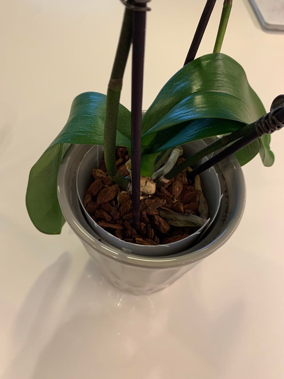 wrinkled orchid in a pot