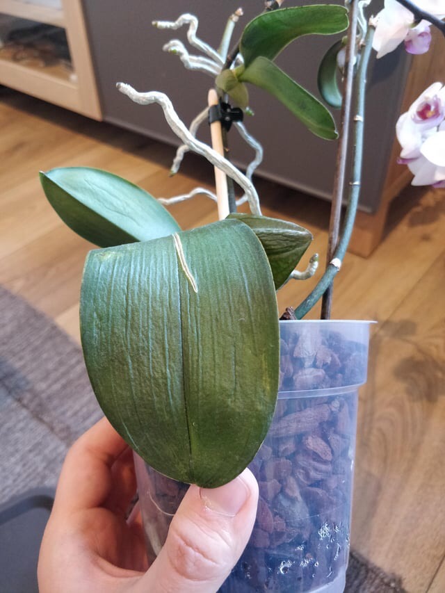 wrinkled orchid leaf