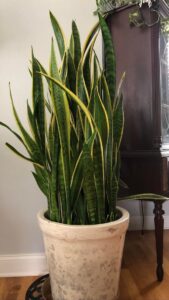 how to get a bushy full snake plant