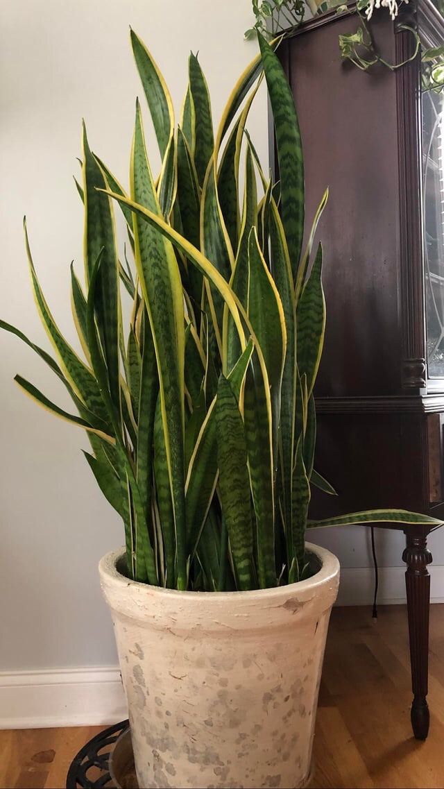 how to get a bushy full snake plant