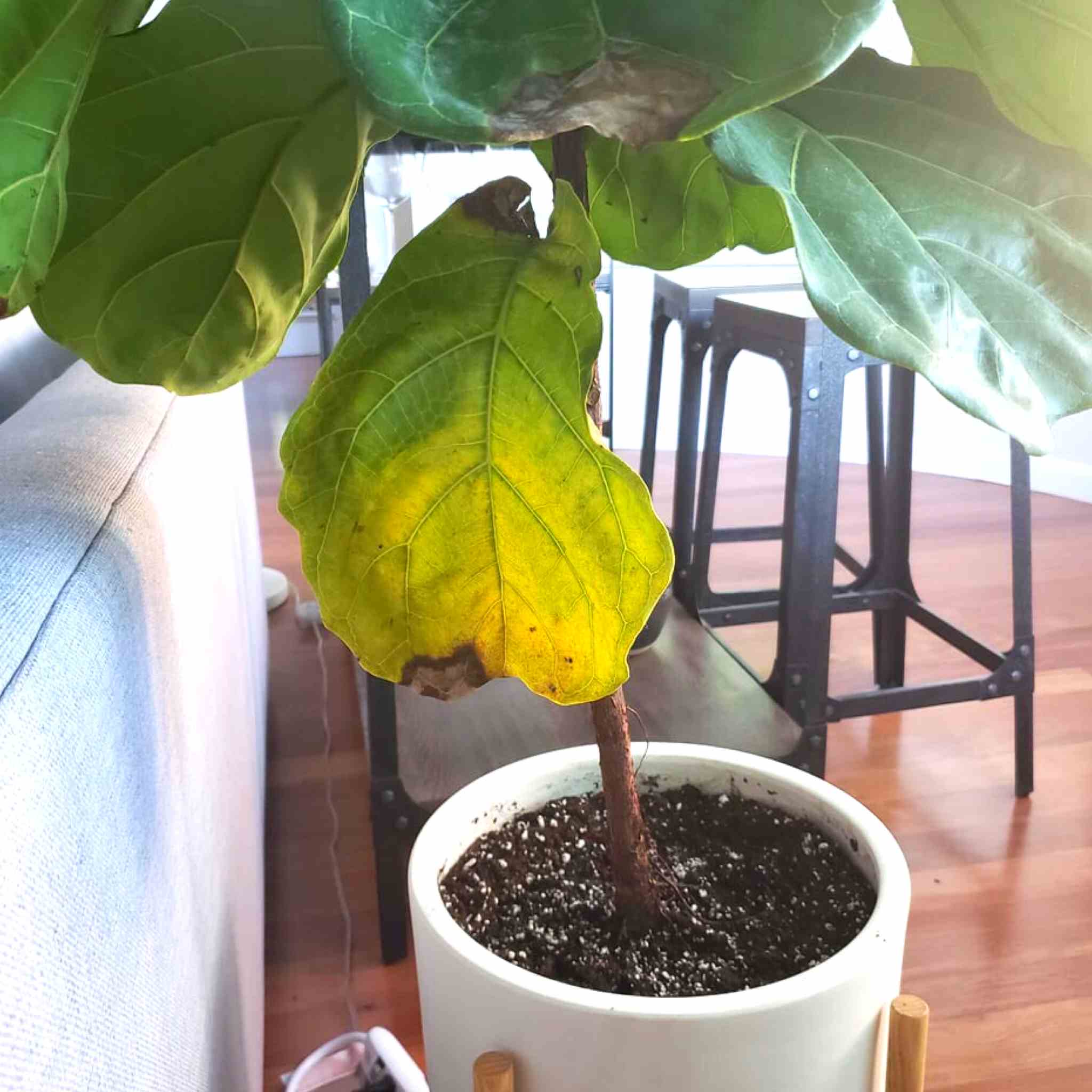 reasons fiddle leaf fig leaves turn yellow