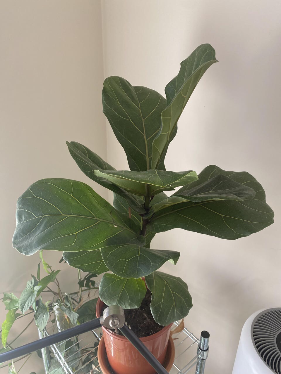reasons your fiddle leaf fig isn't growing
