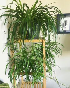 tips to get spider plant to grow faster
