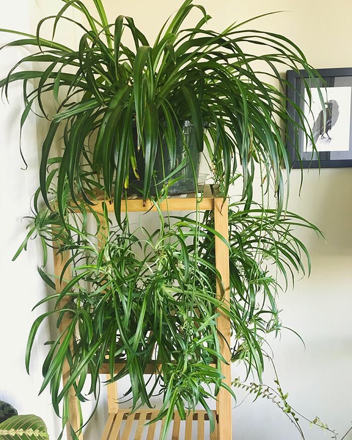 tips to get spider plant to grow faster