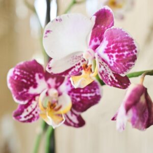 best orchids for beginners