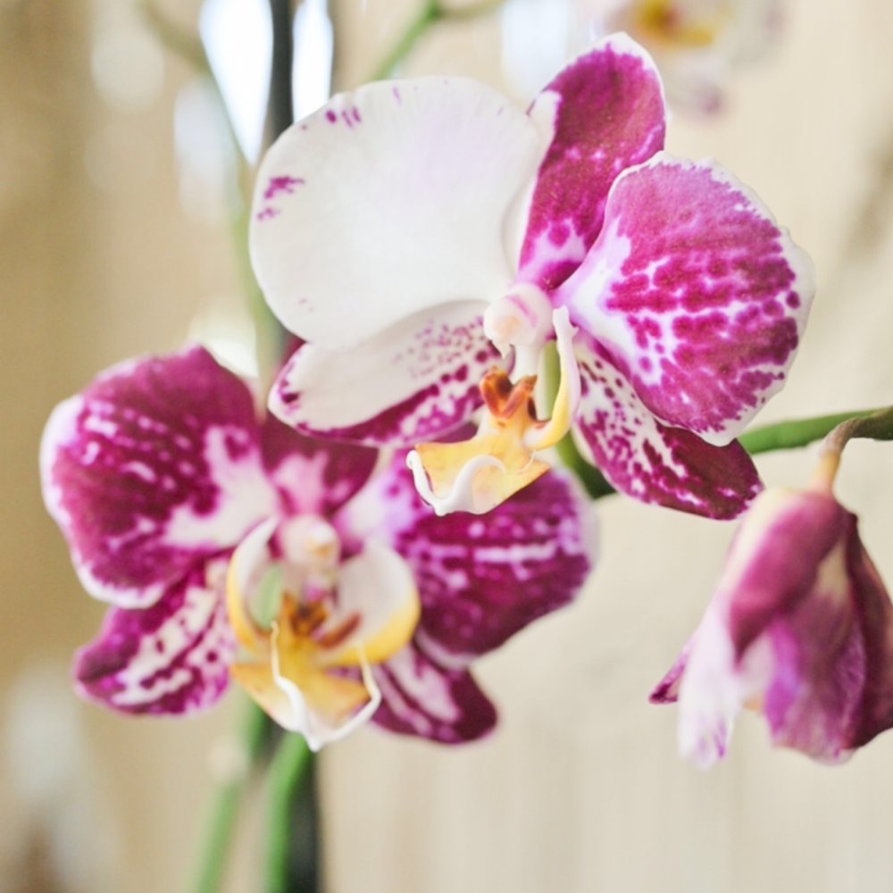 best orchids for beginners
