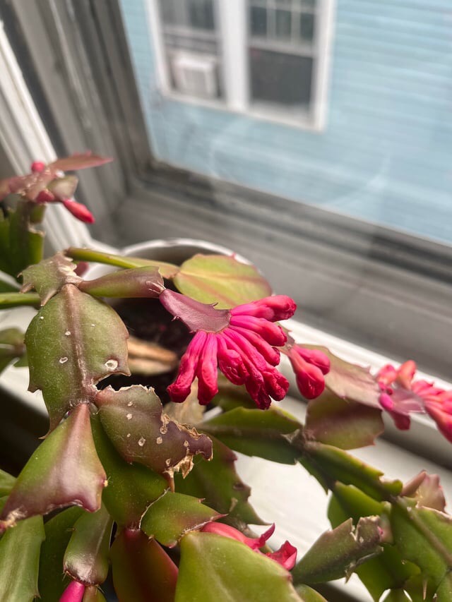 christmas cactus buds but not blooms