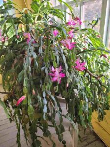christmas cactus care guide