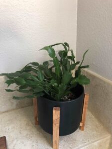 christmas cactus not blooming
