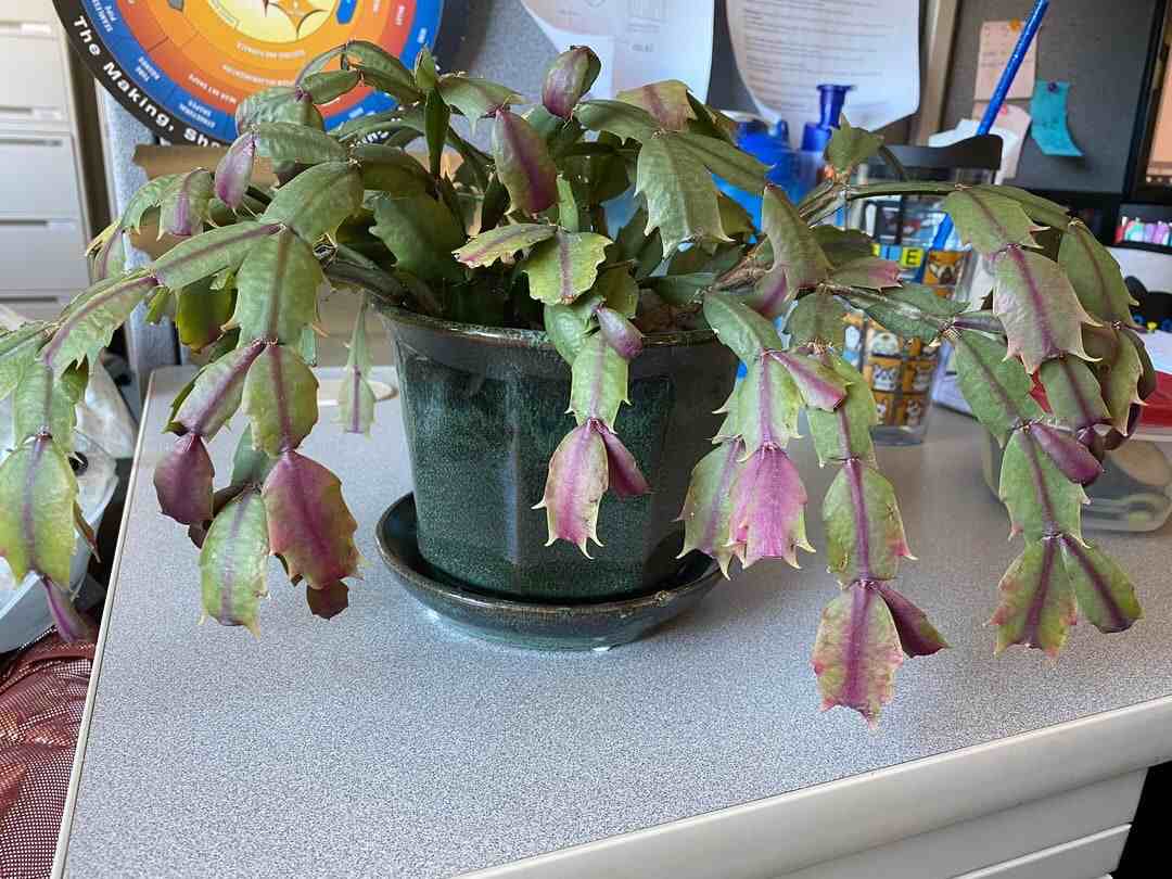 christmas cactus that isnt blooming