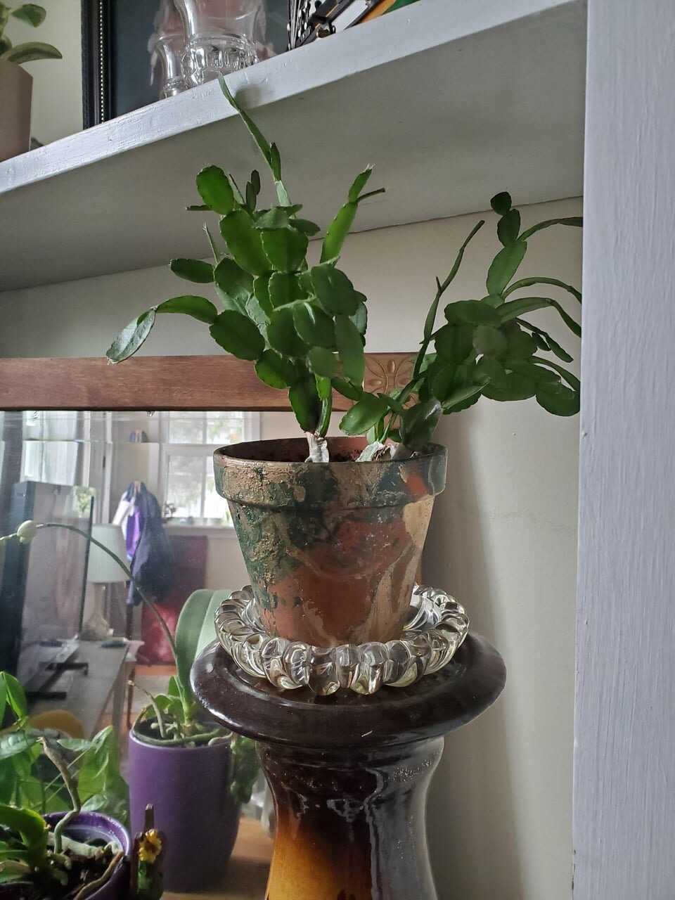 christmas cactus that won't bloom