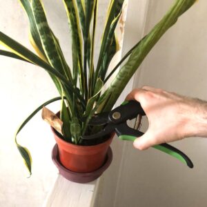 how to prune a snake plant