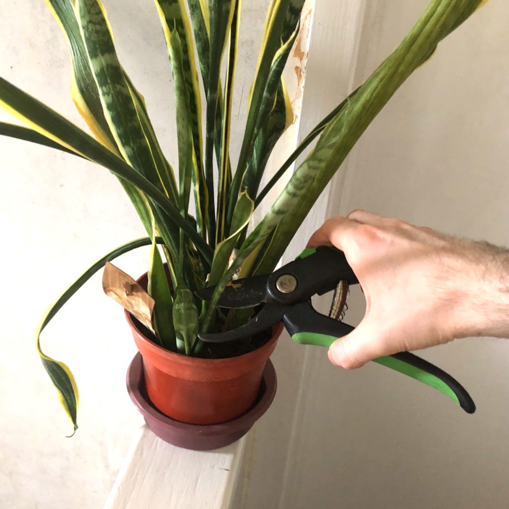 how to prune a snake plant