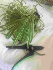 how to prune a spider plant