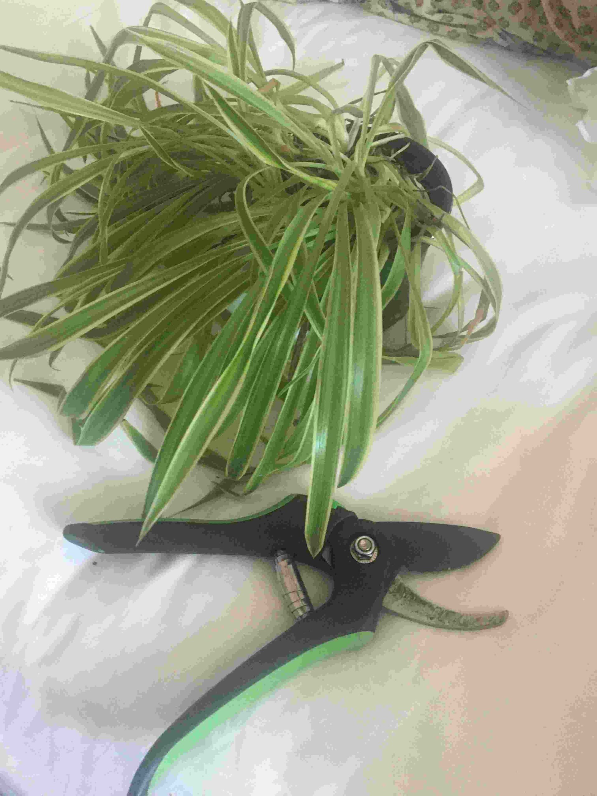 how to prune a spider plant